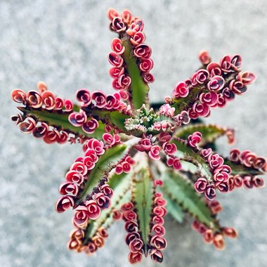 Kalanchoe delagoensis x daigremontiana