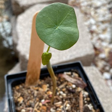 Jatropha Podagrica