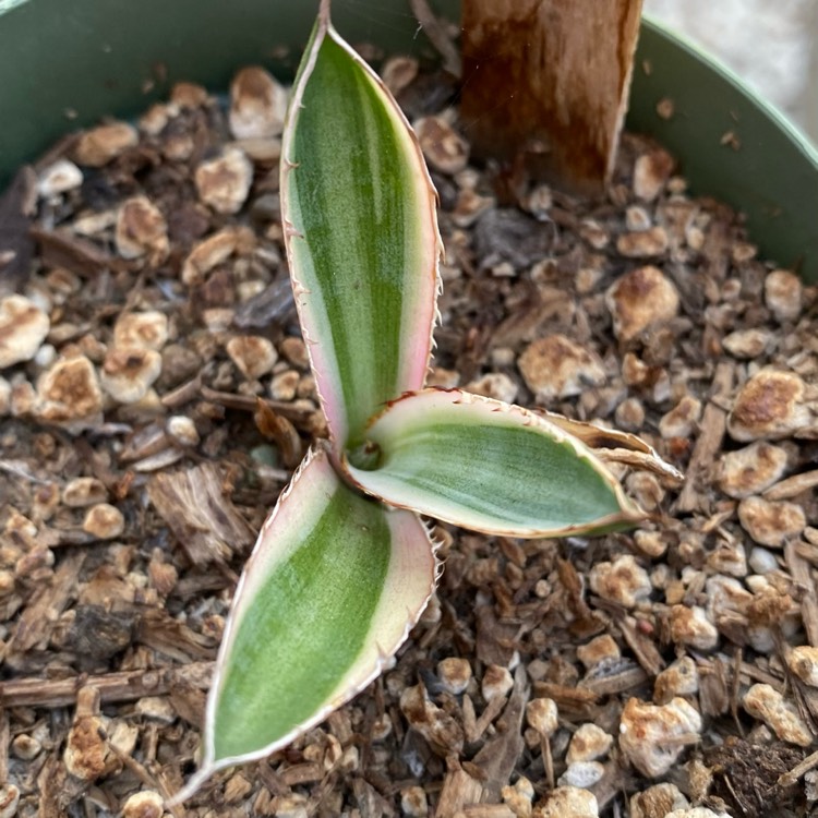 plant image 1626641