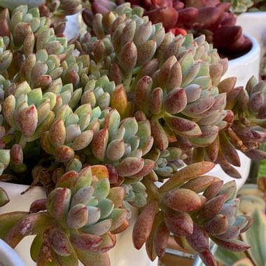 xGraptoveria Purple Dreams