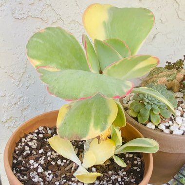 Kalanchoe Luciae 'Fantastic'