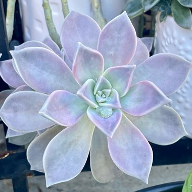 Graptopetalum Paraguayense subsp. Paraguayense