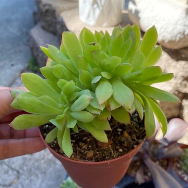 Echeveria Lemon Twist Cristata