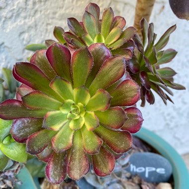 Aeonium Mardi Gras