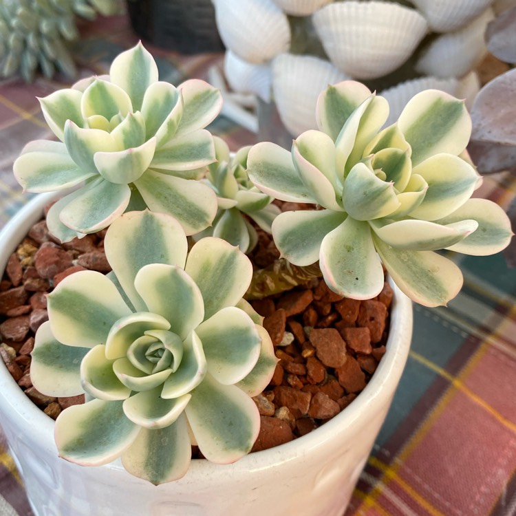 Plant image Echeveria Compton Carousel