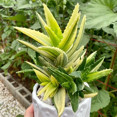 Aloe nobilis variegata