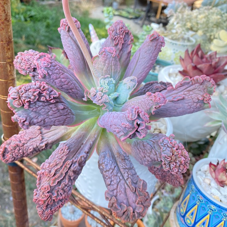 Plant image Echeveria Linguas