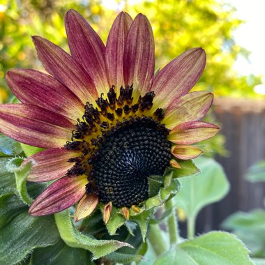 Helianthus annuus 'Ruby Sunset'