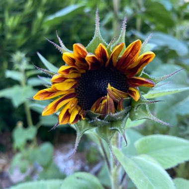 Helianthus annuus 'Ruby Sunset'