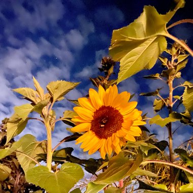 Helianthus annuus