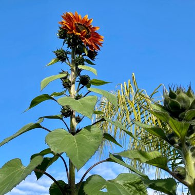 Helianthus annuus 'Ruby Sunset'