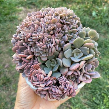 xGraptoveria Debbi Cristata