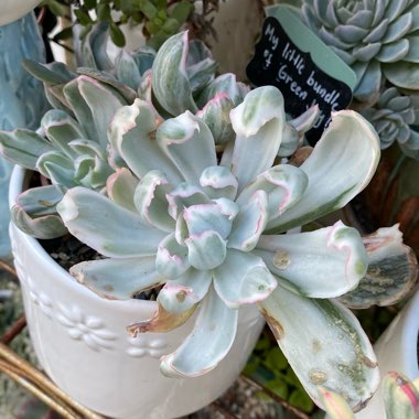 Echeveria Berkeley Variegata