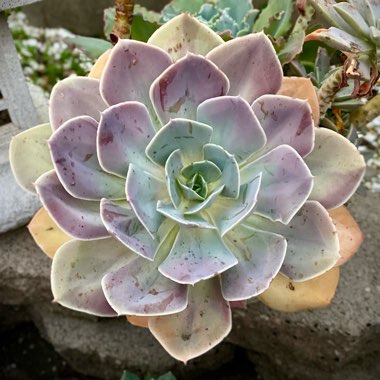 Echeveria