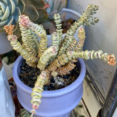 Crassula Baby's Necklace Variegated