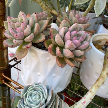 Echeveria Avocado Cream 