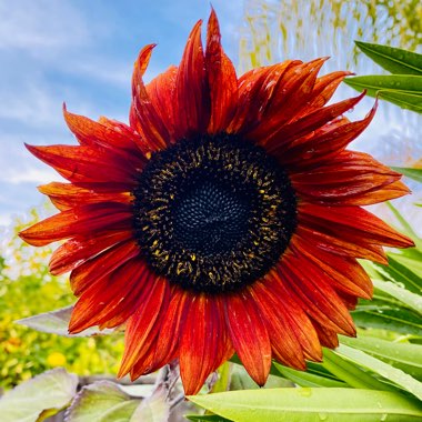 Helianthus annuus 'Ruby Sunset'