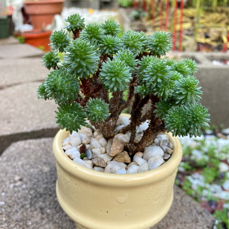 Plant image Sedum Multiceps