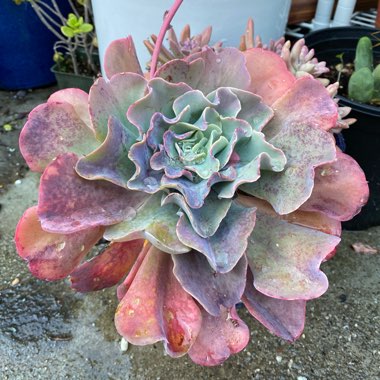 Echeveria Blue Waves