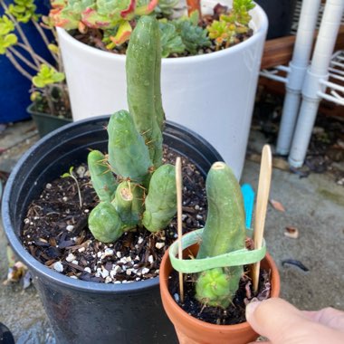 Trichocereus Bridgesii 'Monstrose'