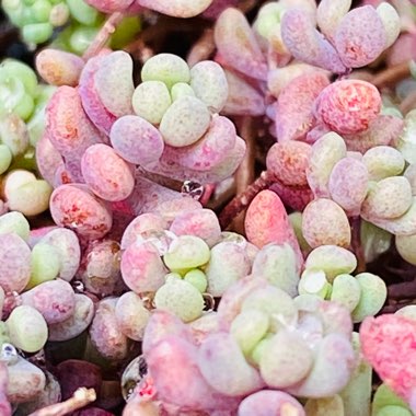 Sedum Dasyphyllum Minor