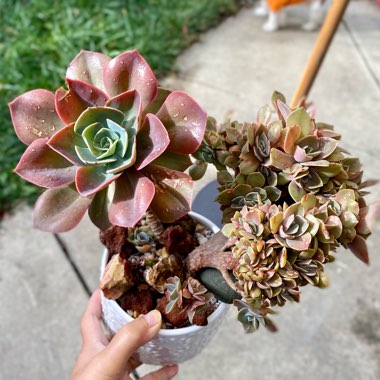 Echeveria Dusty Rose Crested