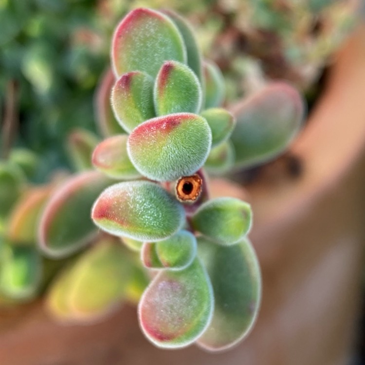 Plant image Crassula rogersii