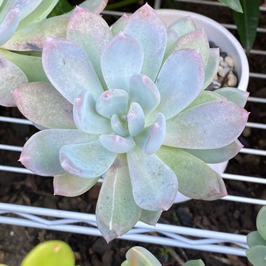 x Pachyveria Powder Puff