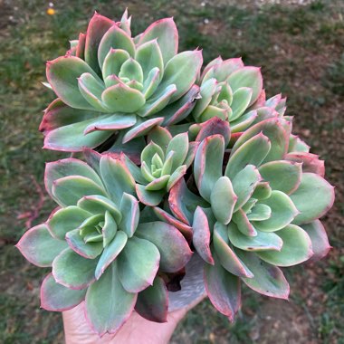 Echeveria Luella