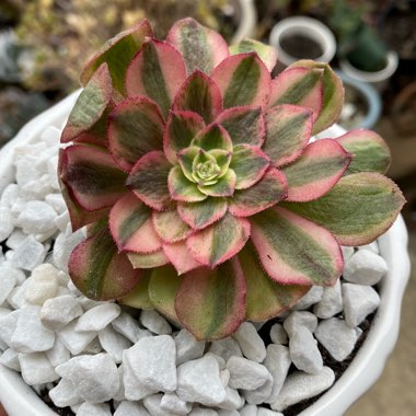 Aeonium Pink Witch