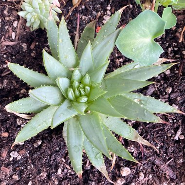 Aloe Polyphylla