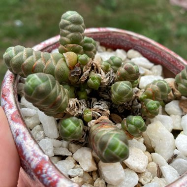 Crassula 'barklyi'