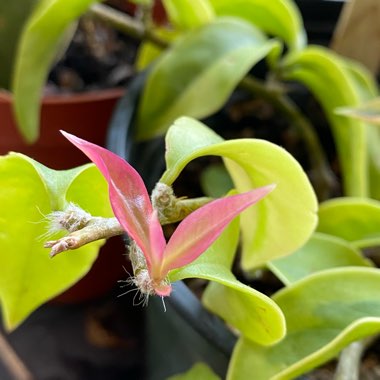 Pereskia aculeata variegated