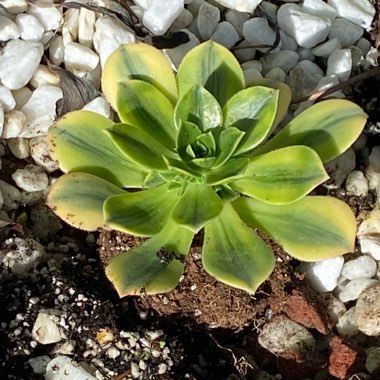 Aeonium Sweet Green Tea variegated