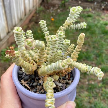 Crassula Baby's Necklace Variegated