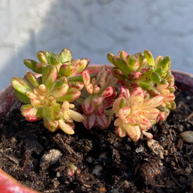 Aeonium Sedifolium Variegated