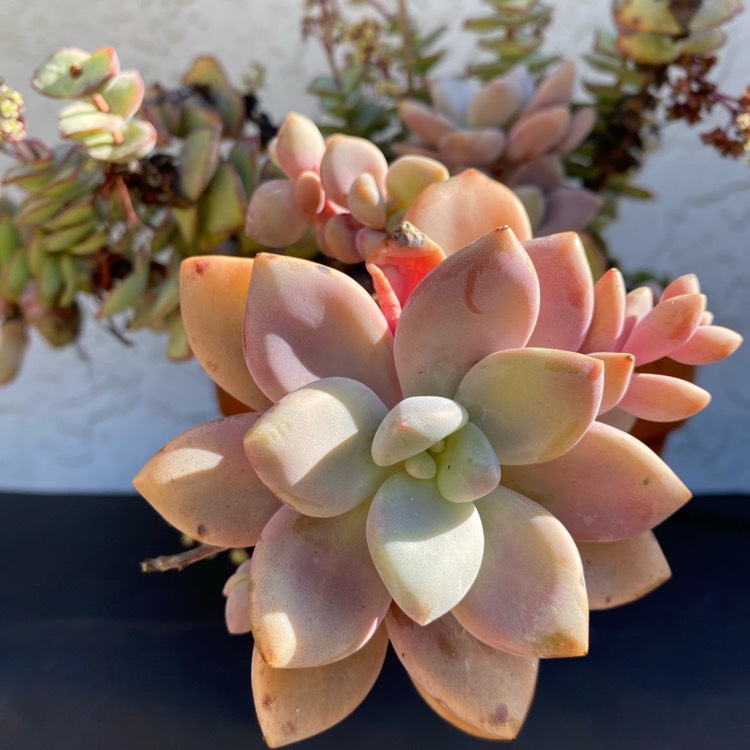 Plant image xGraptoveria Snow Peach