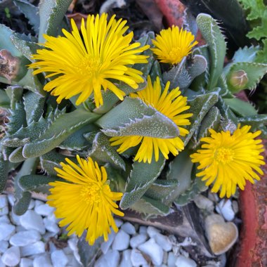 Faucaria tigrina