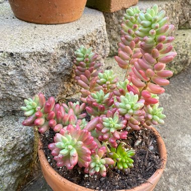 Sedum Rubrotinctum Variegata