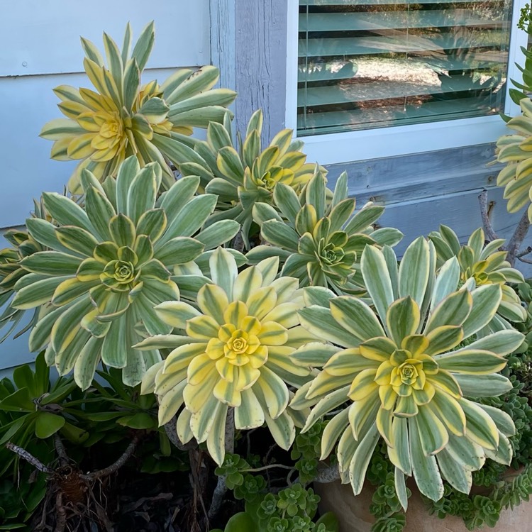 Plant image Aeonium Sunburst