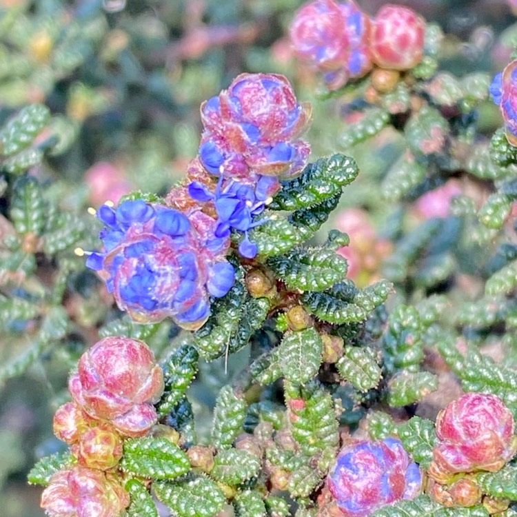 Plant image Ceanothus 'Dark Star'