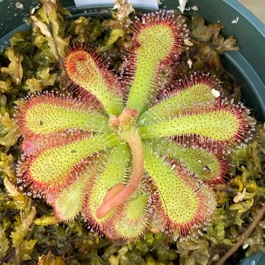 Drosera Venusta