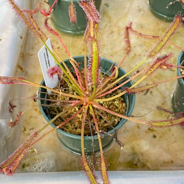 Drosera Capensis