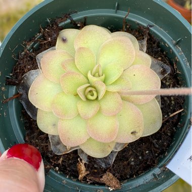 Pinguicula 'Pirouette'