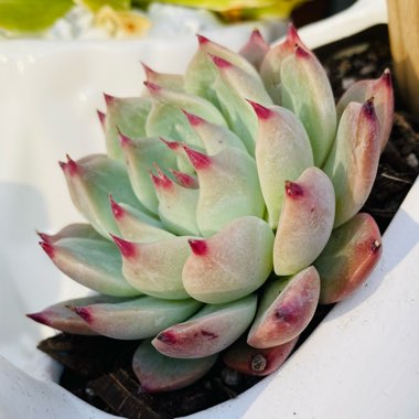 Echeveria Chihuahuaensis