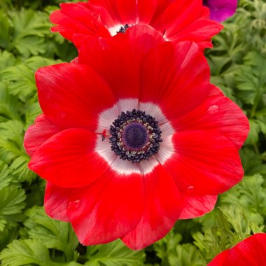 Anemone coronaria De Caen Red