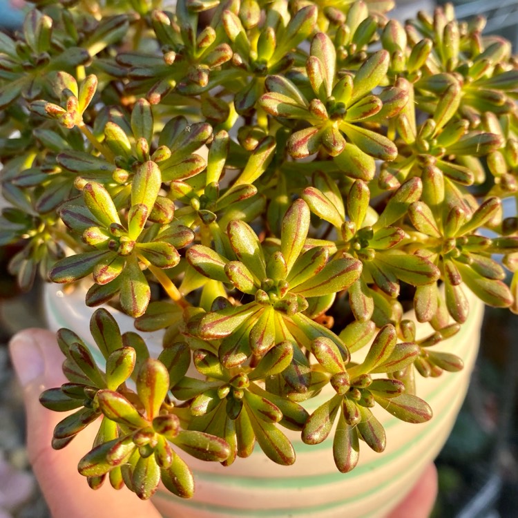 Plant image Aeonium Sedifolium