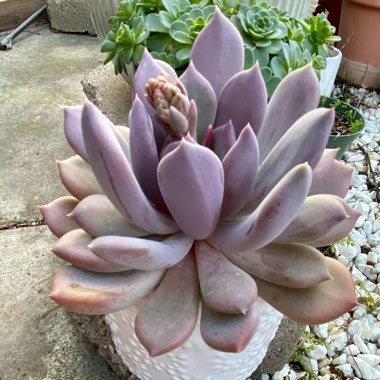 x Pachyveria Draco