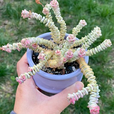 Crassula Baby's Necklace Variegated