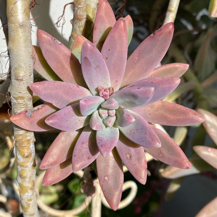 Plant image x Graptosedum Darley Sunshine